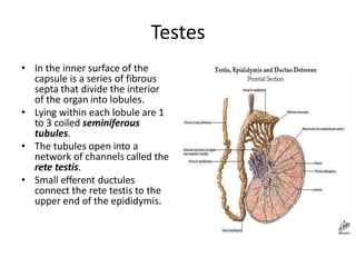 Testes
• In the inner surface of the
capsule is a series of fibrous
septa that divide the interior
of the organ into lobules.
• Lying within each lobule are 1
to 3 coiled seminiferous
tubules.
• The tubules open into a
network of channels called the
rete testis.
• Small efferent ductules
connect the rete testis to the
upper end of the epididymis.
 