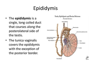 Epididymis
• The epididymis is a
single, long coiled duct
that courses along the
posterolateral side of
the testis.
• The tunica vaginalis
covers the epididymis
with the exception of
the posterior border.
 