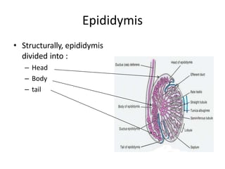 Epididymis
• Structurally, epididymis
divided into :
– Head
– Body
– tail
 