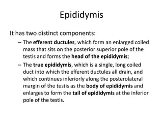Epididymis
It has two distinct components:
– The efferent ductules, which form an enlarged coiled
mass that sits on the posterior superior pole of the
testis and forms the head of the epididymis;
– The true epididymis, which is a single, long coiled
duct into which the efferent ductules all drain, and
which continues inferiorly along the posterolateral
margin of the testis as the body of epididymis and
enlarges to form the tail of epididymis at the inferior
pole of the testis.
 