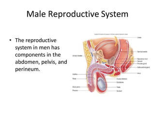 Male Reproductive System
• The reproductive
system in men has
components in the
abdomen, pelvis, and
perineum.
 