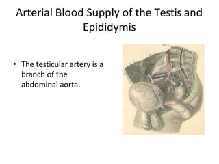 Arterial Blood Supply of the Testis and
Epididymis
• The testicular artery is a
branch of the
abdominal aorta.
 
