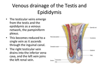 Venous drainage of the Testis and
Epididymis
• The testicular veins emerge
from the testis and the
epididymis as a venous
network, the pampiniform
plexus.
• This becomes reduced to a
single vein as it ascends
through the inguinal canal.
• The right testicular vein
drains into the inferior vena
cava, and the left vein joins
the left renal vein.
 
