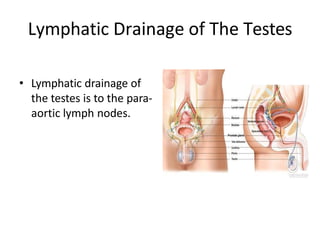 Lymphatic Drainage of The Testes
• Lymphatic drainage of
the testes is to the para-
aortic lymph nodes.
 