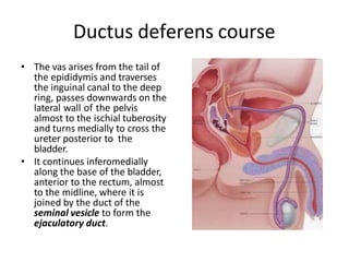 Ductus deferens course
• The vas arises from the tail of
the epididymis and traverses
the inguinal canal to the deep
ring, passes downwards on the
lateral wall of the pelvis
almost to the ischial tuberosity
and turns medially to cross the
ureter posterior to the
bladder.
• It continues inferomedially
along the base of the bladder,
anterior to the rectum, almost
to the midline, where it is
joined by the duct of the
seminal vesicle to form the
ejaculatory duct.
 