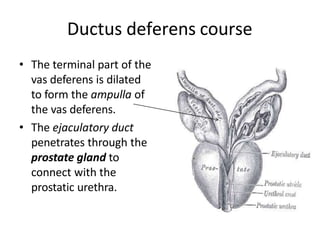Ductus deferens course
• The terminal part of the
vas deferens is dilated
to form the ampulla of
the vas deferens.
• The ejaculatory duct
penetrates through the
prostate gland to
connect with the
prostatic urethra.
 