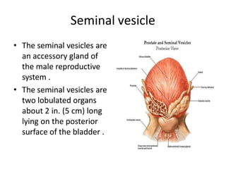 Seminal vesicle
• The seminal vesicles are
an accessory gland of
the male reproductive
system .
• The seminal vesicles are
two lobulated organs
about 2 in. (5 cm) long
lying on the posterior
surface of the bladder .
 
