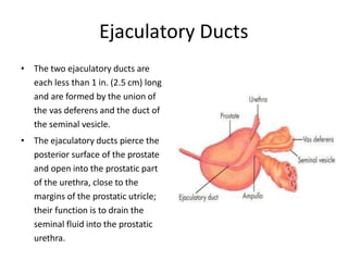 Ejaculatory Ducts
• The two ejaculatory ducts are
each less than 1 in. (2.5 cm) long
and are formed by the union of
the vas deferens and the duct of
the seminal vesicle.
• The ejaculatory ducts pierce the
posterior surface of the prostate
and open into the prostatic part
of the urethra, close to the
margins of the prostatic utricle;
their function is to drain the
seminal fluid into the prostatic
urethra.
 