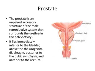 Prostate
• The prostate is an
unpaired accessory
structure of the male
reproductive system that
surrounds the urethra in
the pelvic cavity .
• It lies immediately
inferior to the bladder,
above the the urogenital
diaphragm, posterior to
the pubic symphysis, and
anterior to the rectum.
 