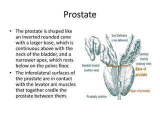 Prostate
• The prostate is shaped like
an inverted rounded cone
with a larger base, which is
continuous above with the
neck of the bladder, and a
narrower apex, which rests
below on the pelvic floor.
• The inferolateral surfaces of
the prostate are in contact
with the levator ani muscles
that together cradle the
prostate between them.
 
