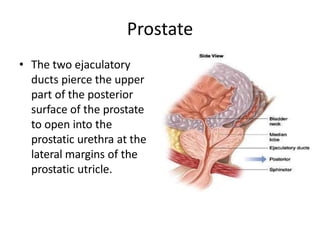 Prostate
• The two ejaculatory
ducts pierce the upper
part of the posterior
surface of the prostate
to open into the
prostatic urethra at the
lateral margins of the
prostatic utricle.
 
