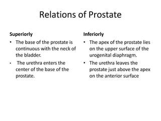Relations of Prostate
Superiorly
• The base of the prostate is
continuous with the neck of
the bladder.
• The urethra enters the
center of the base of the
prostate.
Inferiorly
• The apex of the prostate lies
on the upper surface of the
urogenital diaphragm.
• The urethra leaves the
prostate just above the apex
on the anterior surface
 