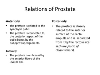 Relations of Prostate
Anteriorly
• The prostate is related to the
symphysis pubis.
• The prostate is connected to
the posterior aspect of the
pubic bones by the
puboprostatic ligaments.
Laterally
• The prostate is embraced by
the anterior fibers of the
levator ani.
Posteriorly
• The prostate is closely
related to the anterior
surface of the rectal
ampulla and is separated
from it by the rectovesical
septum (fascia of
Denonvilliers).
 