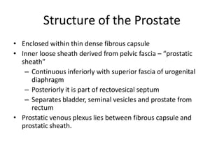 Structure of the Prostate
• Enclosed within thin dense fibrous capsule
• Inner loose sheath derived from pelvic fascia – “prostatic
sheath”
– Continuous inferiorly with superior fascia of urogenital
diaphragm
– Posteriorly it is part of rectovesical septum
– Separates bladder, seminal vesicles and prostate from
rectum
• Prostatic venous plexus lies between fibrous capsule and
prostatic sheath.
 