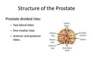 Structure of the Prostate
Prostate divided into:
– Two lateral lobes
– One median lobe
– Anterior and posterior
lobes
 