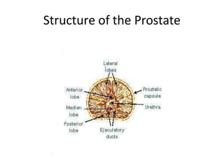 Structure of the Prostate
 