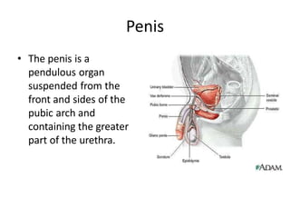 Penis
• The penis is a
pendulous organ
suspended from the
front and sides of the
pubic arch and
containing the greater
part of the urethra.
 