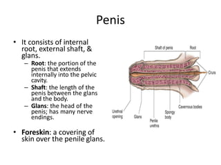 Penis
• It consists of internal
root, external shaft, &
glans.
– Root: the portion of the
penis that extends
internally into the pelvic
cavity.
– Shaft: the length of the
penis between the glans
and the body.
– Glans: the head of the
penis; has many nerve
endings.
• Foreskin: a covering of
skin over the penile glans.
 