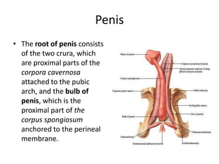 Penis
• The root of penis consists
of the two crura, which
are proximal parts of the
corpora cavernosa
attached to the pubic
arch, and the bulb of
penis, which is the
proximal part of the
corpus spongiosum
anchored to the perineal
membrane.
 