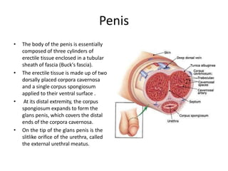 Penis
• The body of the penis is essentially
composed of three cylinders of
erectile tissue enclosed in a tubular
sheath of fascia (Buck's fascia).
• The erectile tissue is made up of two
dorsally placed corpora cavernosa
and a single corpus spongiosum
applied to their ventral surface .
• At its distal extremity, the corpus
spongiosum expands to form the
glans penis, which covers the distal
ends of the corpora cavernosa.
• On the tip of the glans penis is the
slitlike orifice of the urethra, called
the external urethral meatus.
 