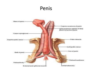 Penis
 