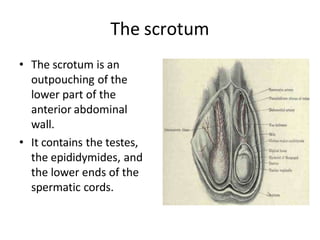 The scrotum
• The scrotum is an
outpouching of the
lower part of the
anterior abdominal
wall.
• It contains the testes,
the epididymides, and
the lower ends of the
spermatic cords.
 
