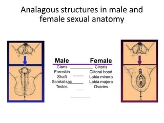 Analagous structures in male and
female sexual anatomy
Male
Glans
Foreskin
Shaft
Scrotal sac
Testes
Female
Clitoris
Clitoral hood
Labia minora
Labia majora
Ovaries
 