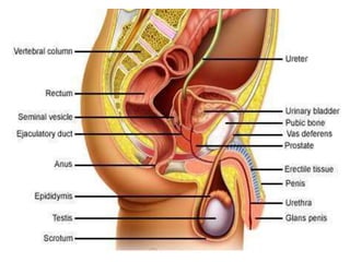 malereproductivesystem