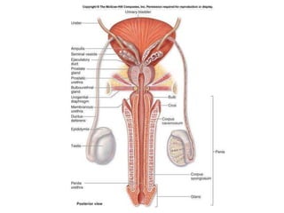 malereproductivesystem