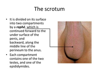 The scrotum
• It is divided on its surface
into two compartments
by a raphé, which is
continued forward to the
under surface of the
penis, and
backward, along the
middle line of the
perineum to the anus.
• Each compartment
contains one of the two
testes, and one of the
epididymides.
 