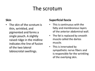 The scrotum
Skin
• The skin of the scrotum is
thin, wrinkled, and
pigmented and forms a
single pouch. A slightly
raised ridge in the midline
indicates the line of fusion
of the two lateral
labioscrotal swellings.
Superficial fascia
• This is continuous with the
fatty and membranous layers
of the anterior abdominal wall.
• The fat is replaced by smooth
muscle called the dartos
muscle.
• This is innervated by
sympathetic nerve fibers and
is responsible for the wrinkling
of the overlying skin.
 