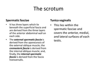 The scrotum
Spermatic fasciae
• It has three layers which lie
beneath the superficial fascia and
are derived from the three layers
of the anterior abdominal wall on
each side.
• The external spermatic fascia is
derived from the aponeurosis of
the external oblique muscle; the
cremasteric fascia is derived from
the internal oblique muscle; and,
finally, the internal spermatic
fascia is derived from the fascia
transversalis.
Tunica vaginalis
• This lies within the
spermatic fasciae and
covers the anterior, medial,
and lateral surfaces of each
testis.
 