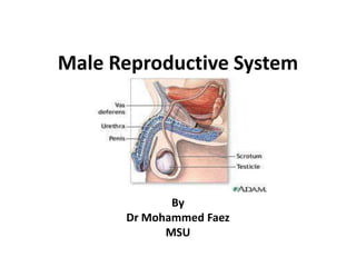 Male Reproductive System By Dr Mohammed Faez MSU 