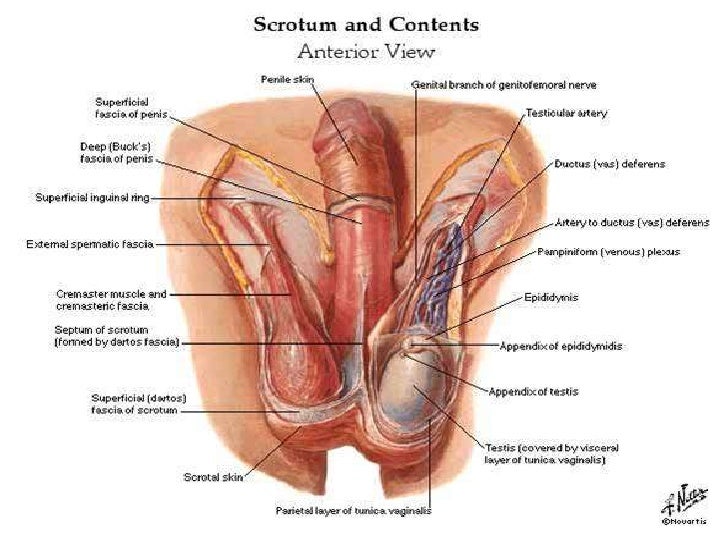 Paraphimosis Fibrous Ring Paraphimosis Fibrous Ring