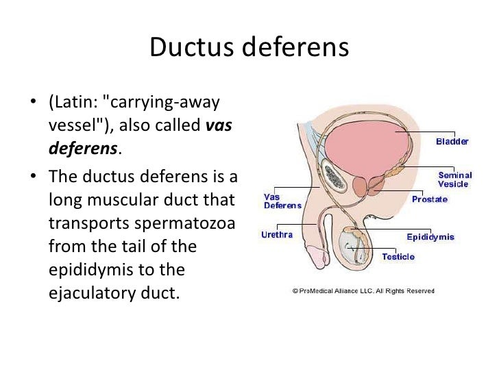 Male reproductive system