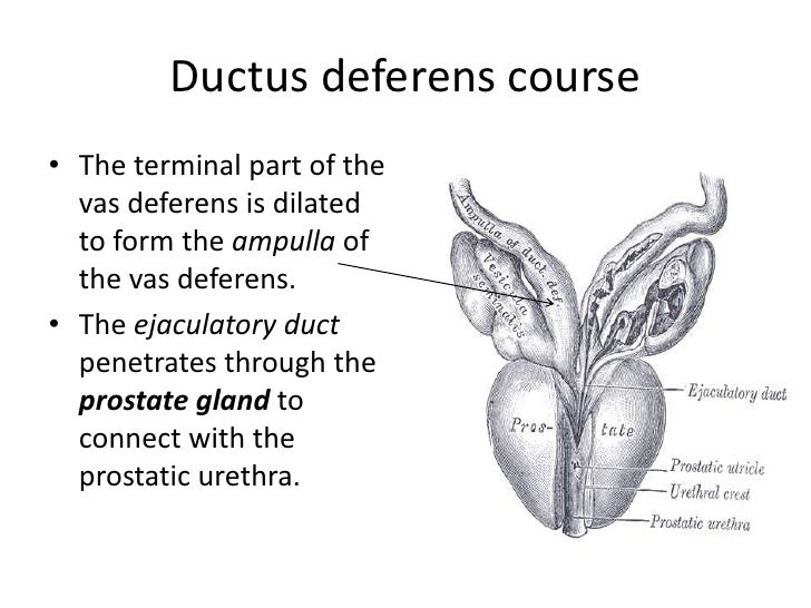 Male reproductive system