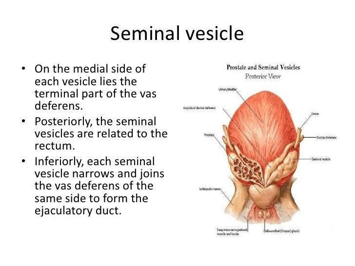 Male reproductive system