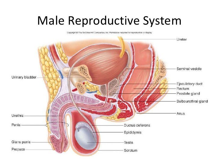 Pictures And Name Of The Male Reproductive System 21