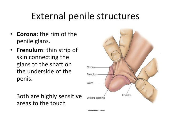 Sensitive Areas Of The Penis 52