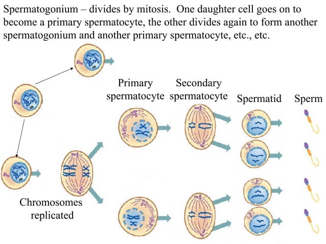 Male reproductive system | PPT
