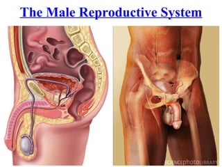 The Male Reproductive System 