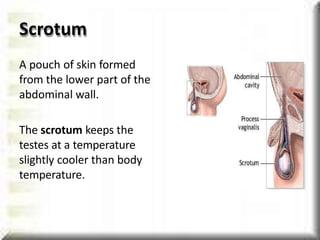 Scrotum
A pouch of skin formed
from the lower part of the
abdominal wall.
The scrotum keeps the
testes at a temperature
slightly cooler than body
temperature.
 