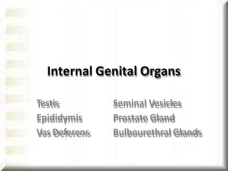Testis
Epididymis
Vas Deferens
Internal Genital Organs
Seminal Vesicles
Prostate Gland
Bulbourethral Glands
 
