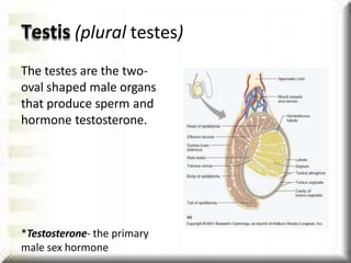 Testis (plural testes)
The testes are the two-
oval shaped male organs
that produce sperm and
hormone testosterone.
*Testosterone- the primary
male sex hormone
 