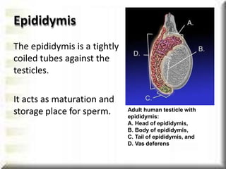 Epididymis
The epididymis is a tightly
coiled tubes against the
testicles.
It acts as maturation and
storage place for sperm. Adult human testicle with
epididymis:
A. Head of epididymis,
B. Body of epididymis,
C. Tail of epididymis, and
D. Vas deferens
 