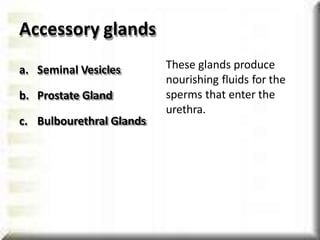 a. Seminal Vesicles
b. Prostate Gland
c. Bulbourethral Glands
These glands produce
nourishing fluids for the
sperms that enter the
urethra.
Accessory glands
 