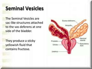 Seminal Vesicles
The Seminal Vesicles are
sac-like structures attached
to the vas deferens at one
side of the bladder.
They produce a sticky
yellowish fluid that
contains fructose.
 