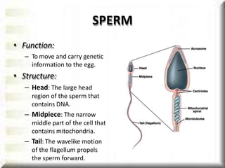 SPERM
• Function:
– To move and carry genetic
information to the egg.
• Structure:
– Head: The large head
region of the sperm that
contains DNA.
– Midpiece: The narrow
middle part of the cell that
contains mitochondria.
– Tail: The wavelike motion
of the flagellum propels
the sperm forward.
 