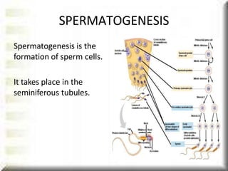 Spermatogenesis is the
formation of sperm cells.
It takes place in the
seminiferous tubules.
SPERMATOGENESIS
 