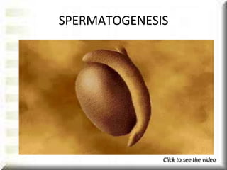 SPERMATOGENESIS
Click to see the video
 